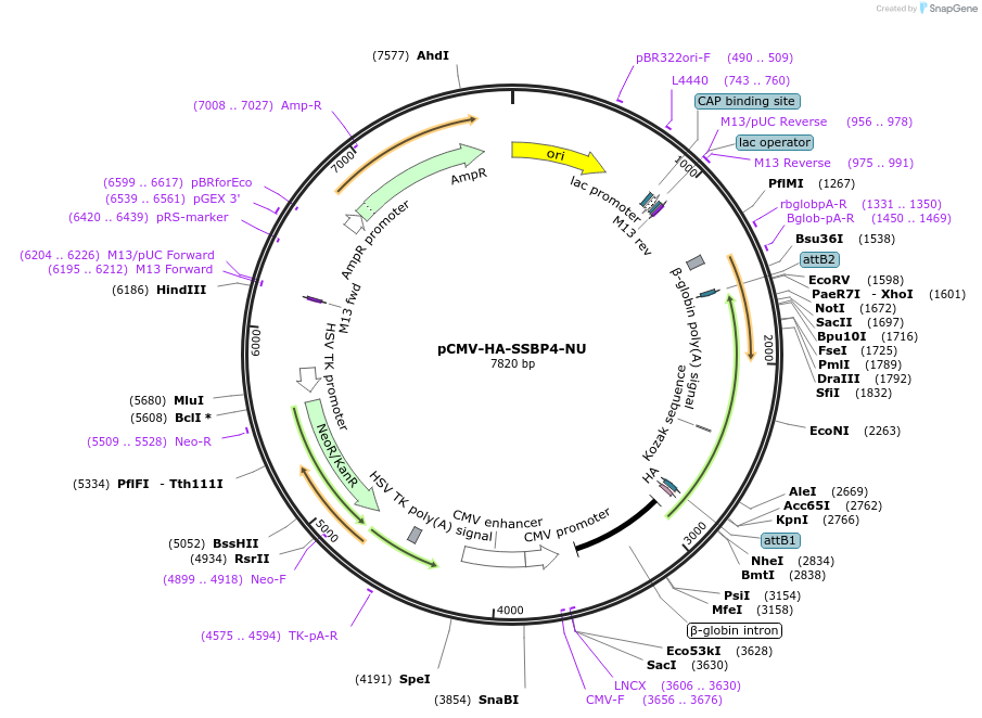 255444-plasmid-map-sequence-id-512602