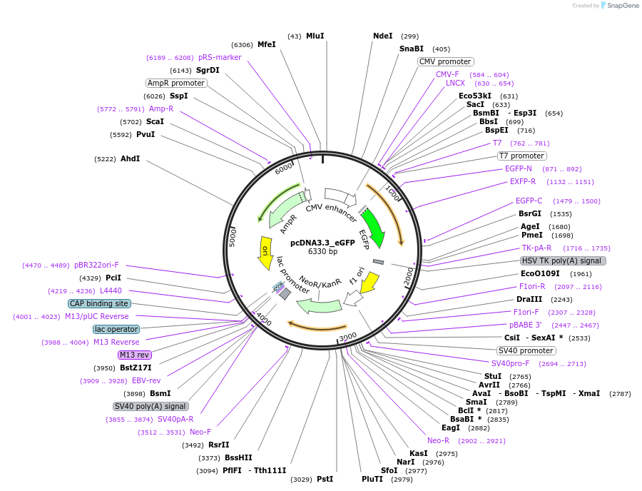 26822-plasmid-map-sequence-id-512609