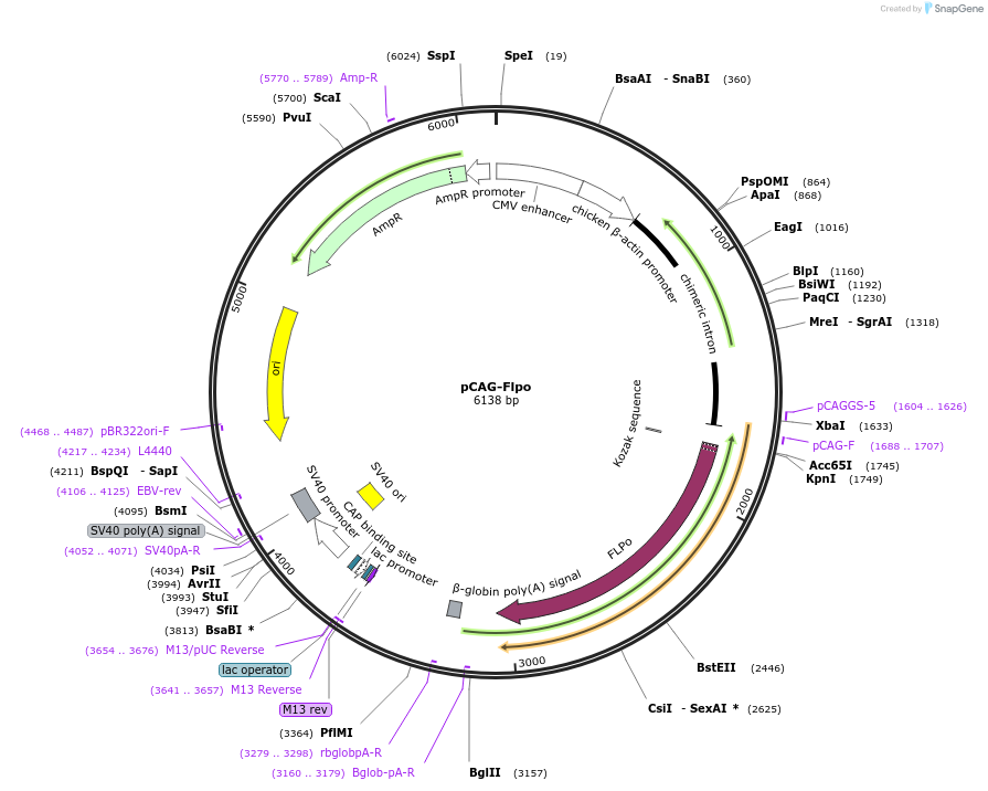 60662-plasmid-map-sequence-id-512613