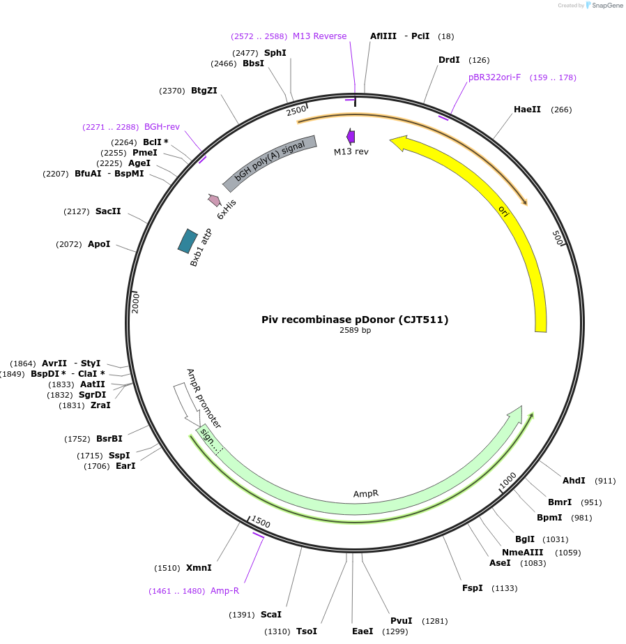 248229-plasmid-map-sequence-id-512659