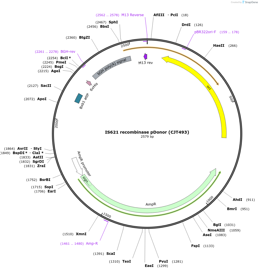 248230-plasmid-map-sequence-id-512660