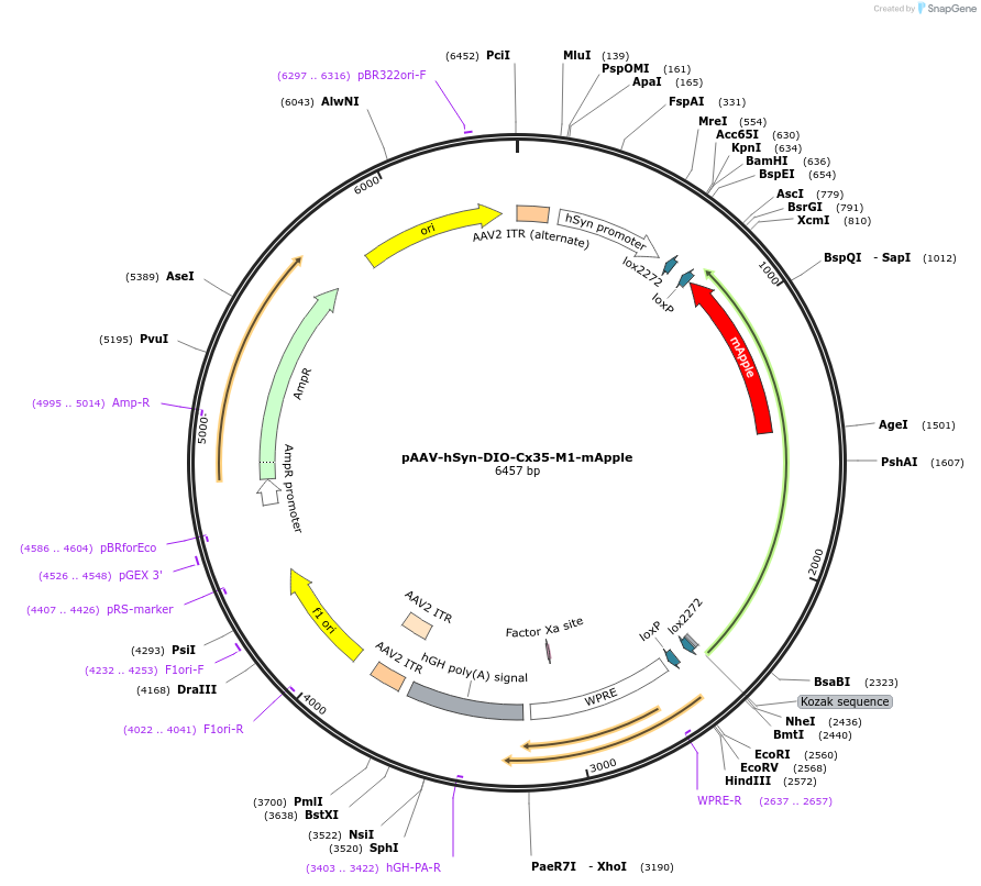 255637-plasmid-map-sequence-id-512734