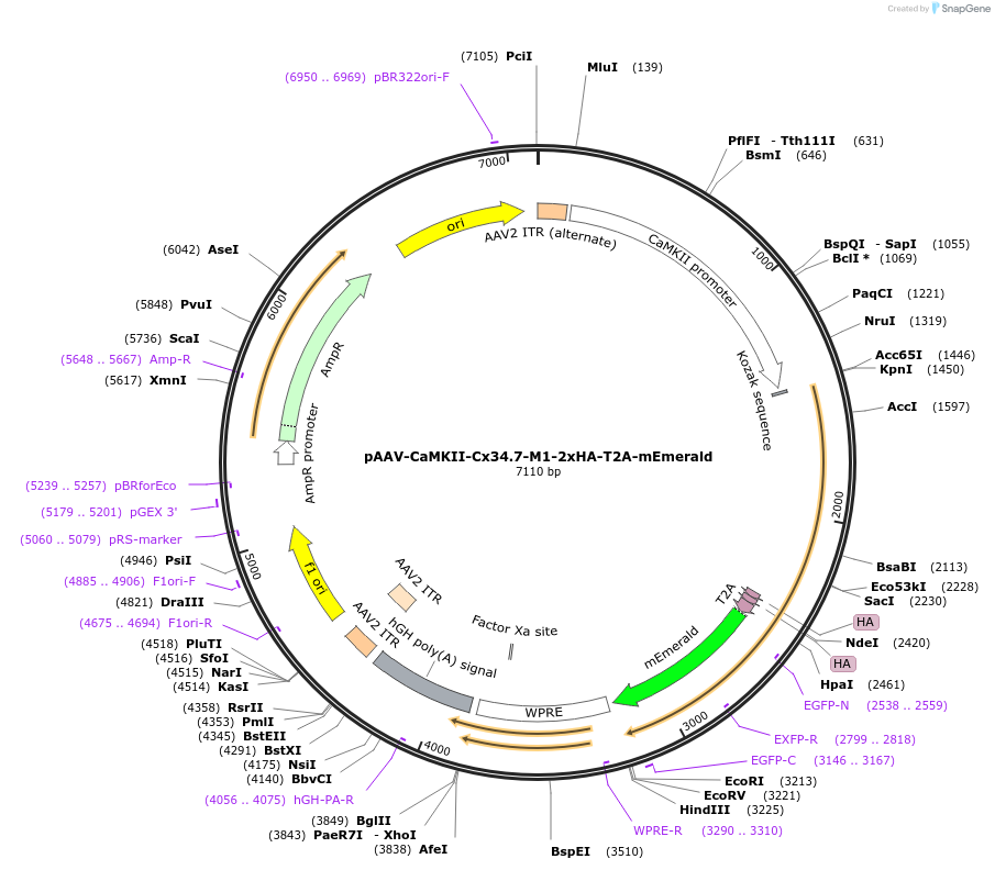 255636-plasmid-map-sequence-id-512735