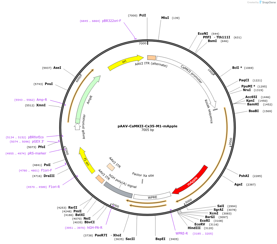 255633-plasmid-map-sequence-id-512738