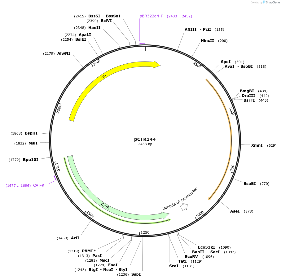 248507-plasmid-map-sequence-id-512835