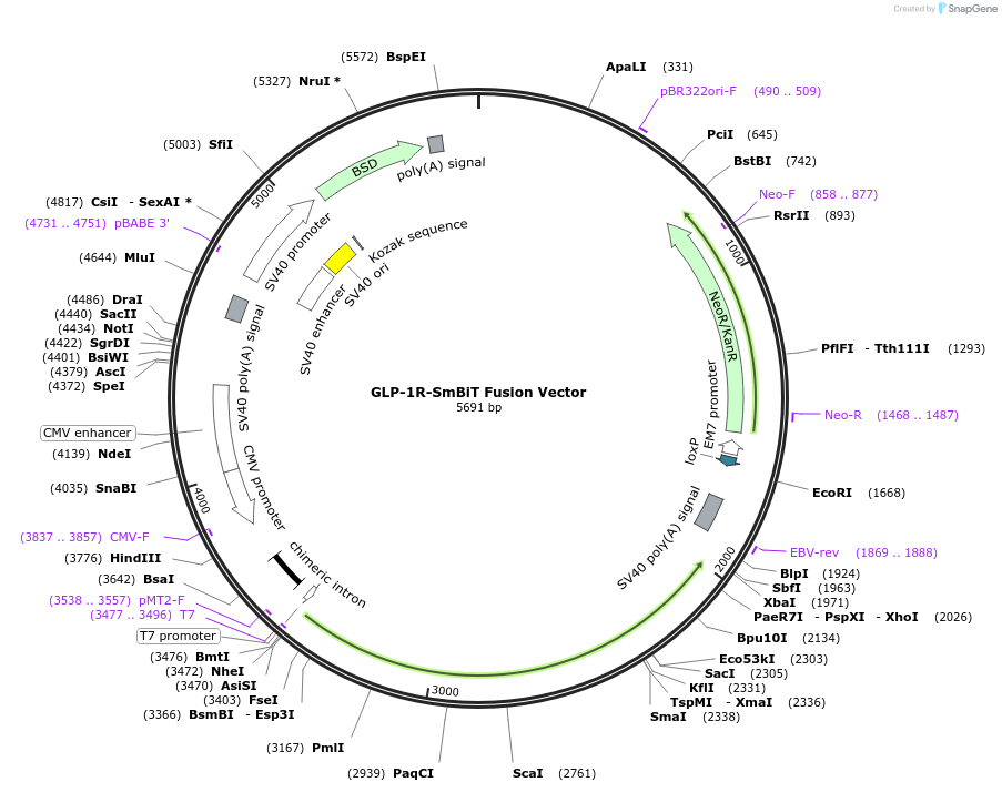 236845-plasmid-map-sequence-id-512925