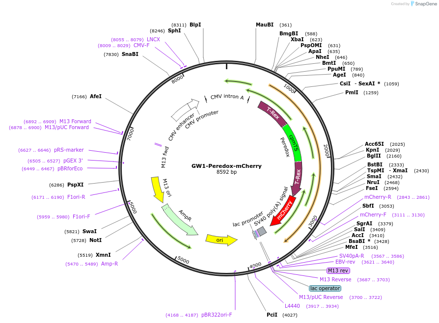 32380-plasmid-map-sequence-id-512931