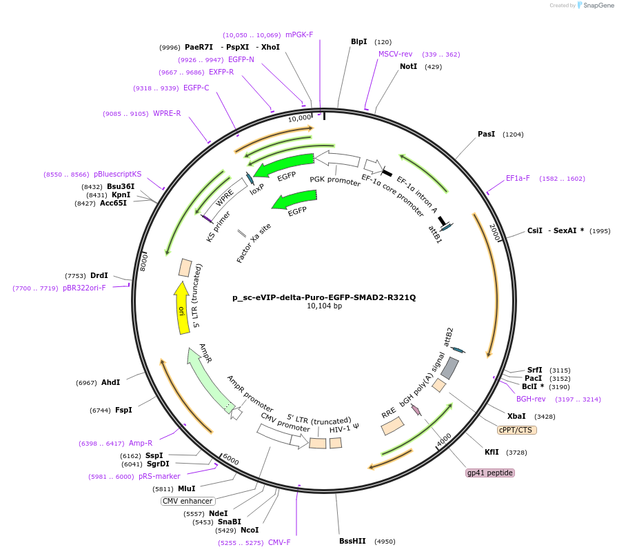 249482-plasmid-map-sequence-id-512938