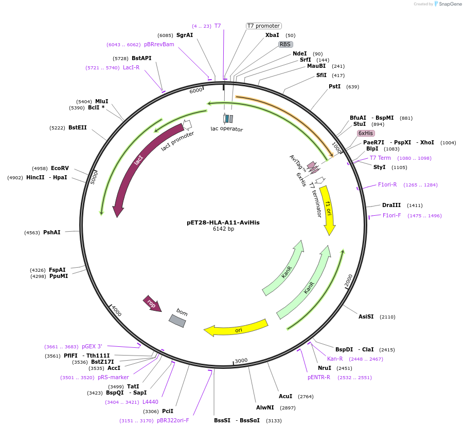 255050-plasmid-map-sequence-id-512943