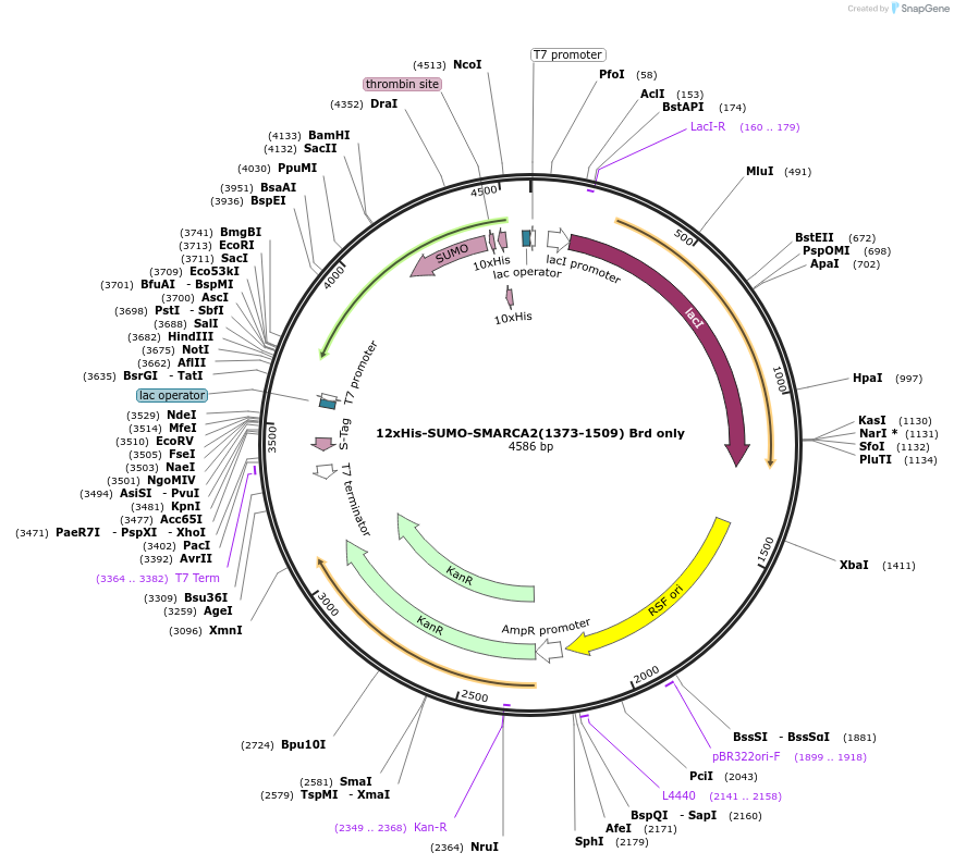 253938-plasmid-map-sequence-id-512980