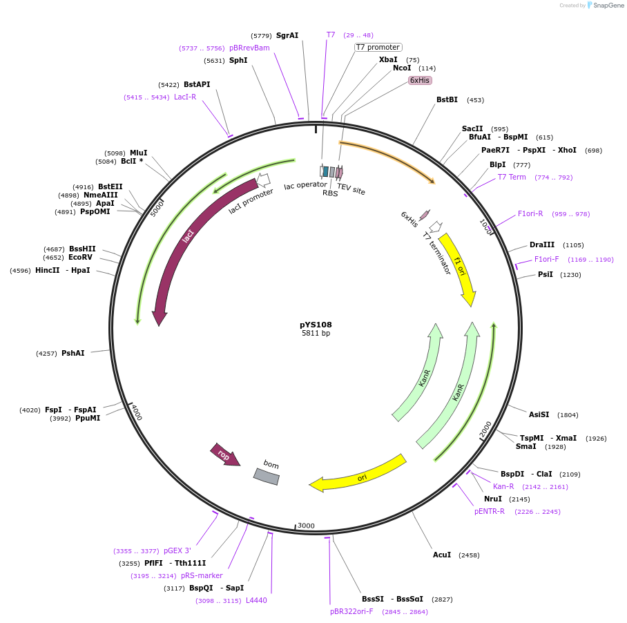 255530-plasmid-map-sequence-id-512981