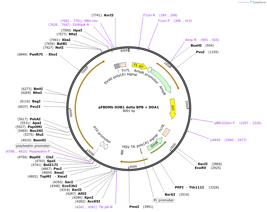 254743-plasmid-map-sequence-id-512986