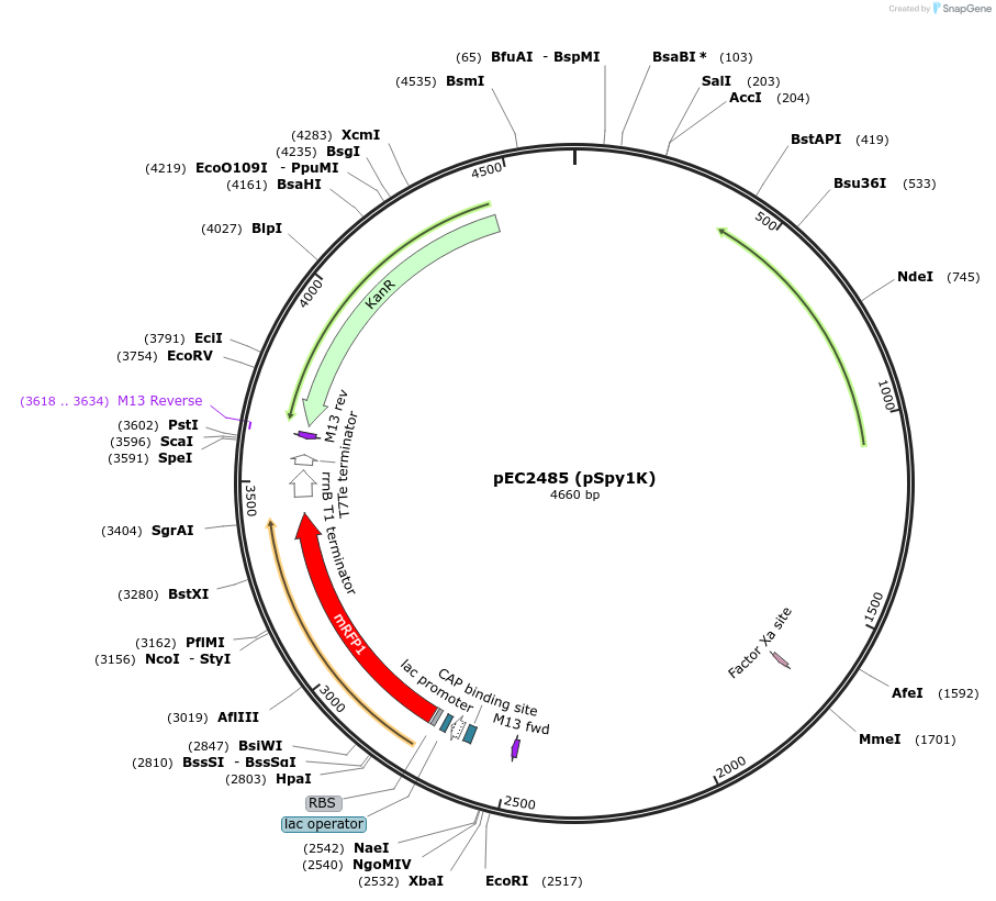 220249-plasmid-map-sequence-id-512991