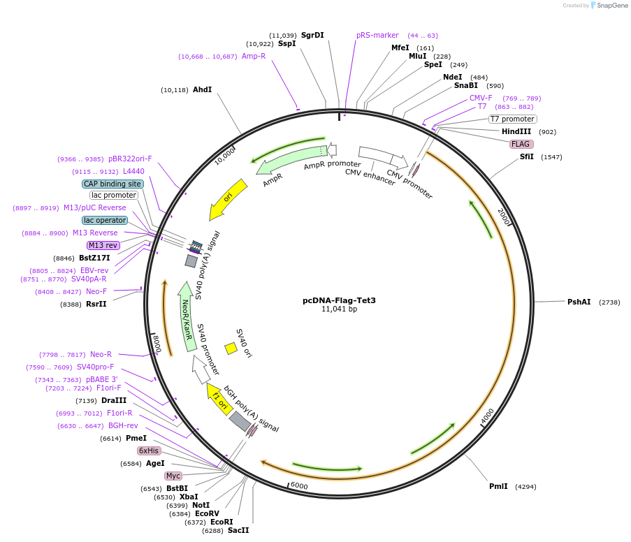 60940-plasmid-map-sequence-id-513019