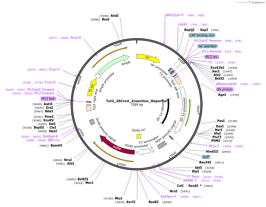 251500-plasmid-map-sequence-id-513021