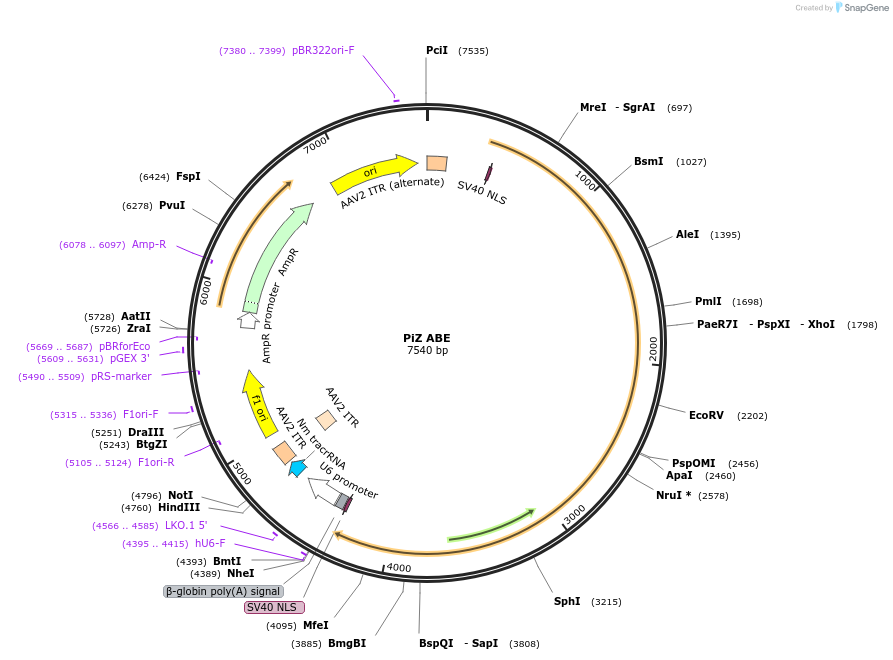 256758-plasmid-map-sequence-id-513022