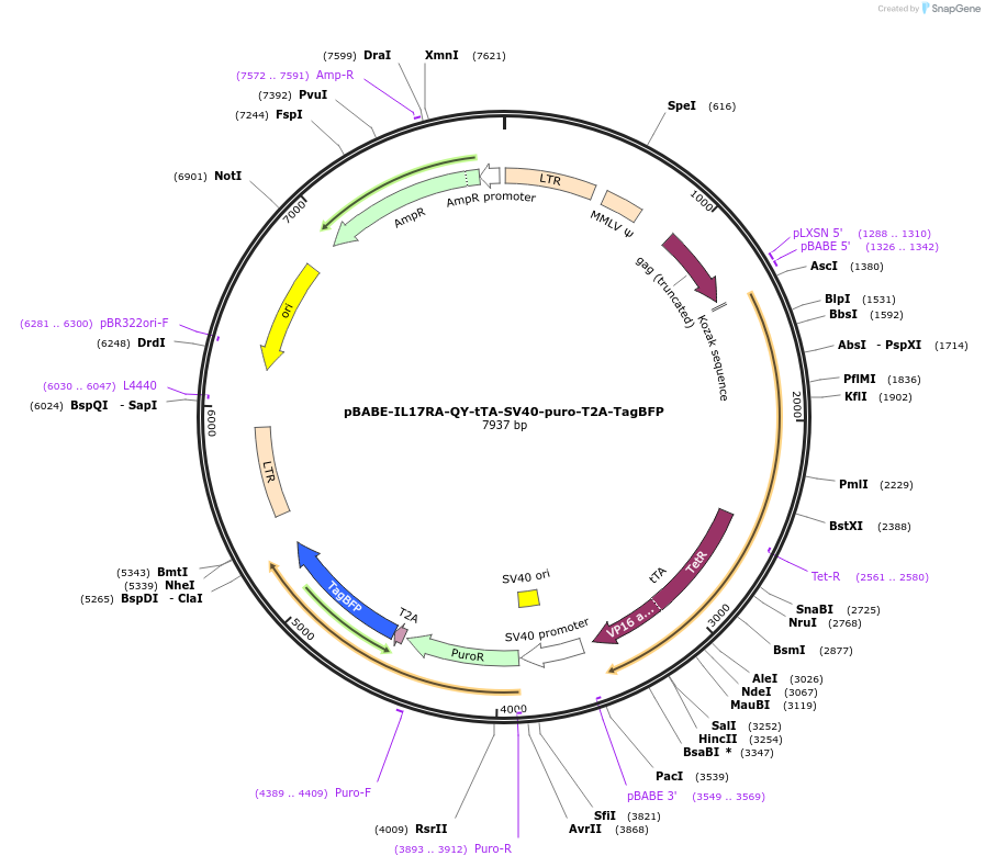 254077-plasmid-map-sequence-id-513024