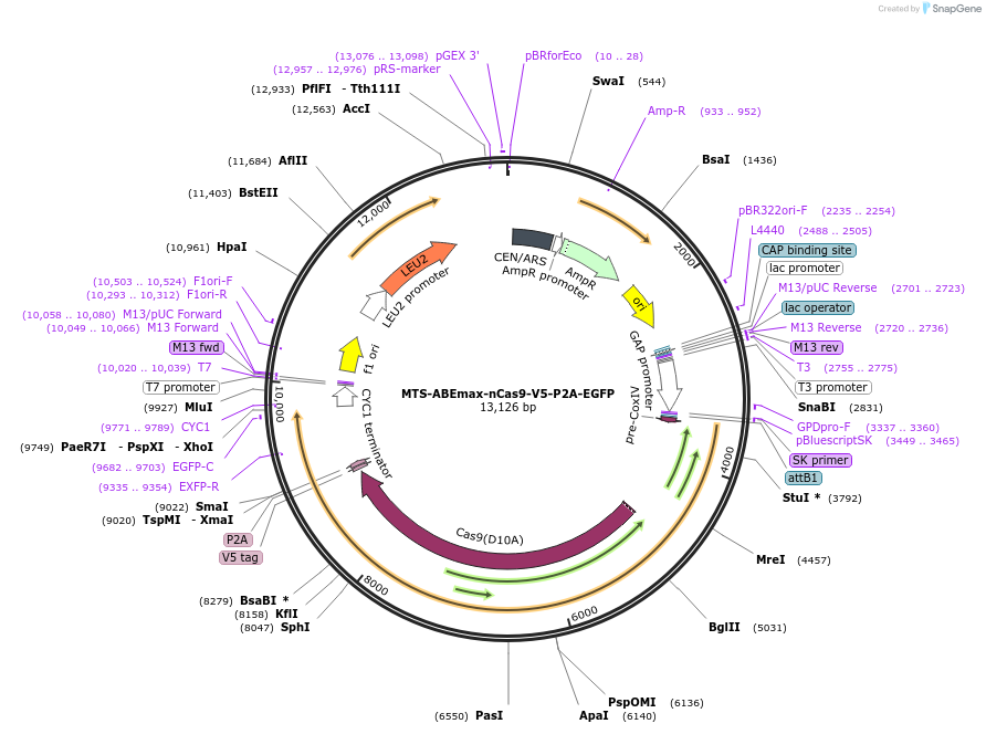 251965-plasmid-map-sequence-id-513025