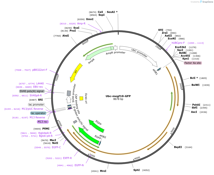 40207-plasmid-map-sequence-id-51307