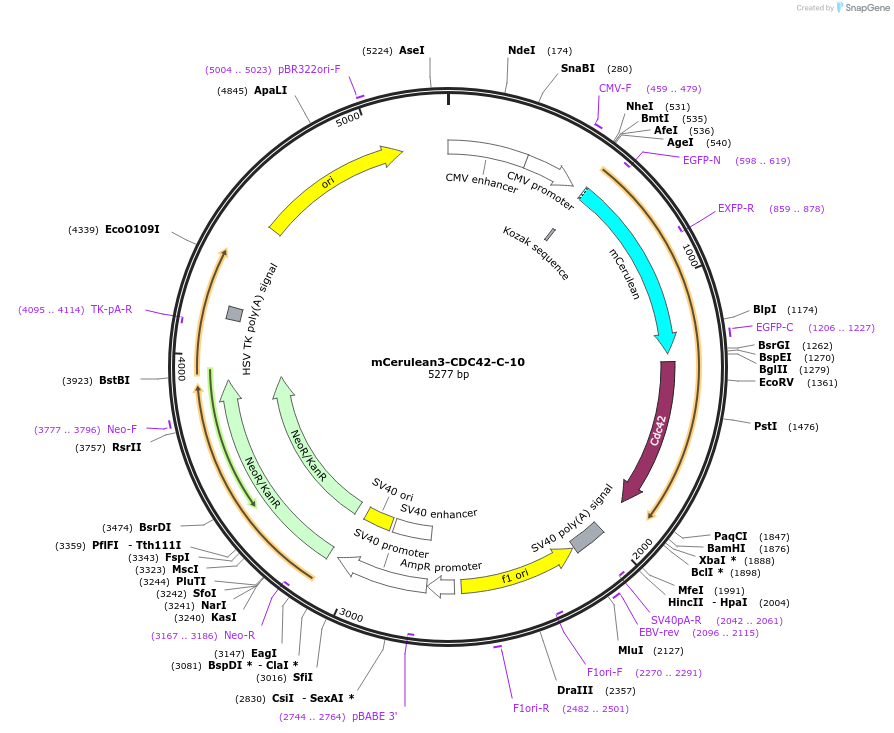55406-plasmid-map-sequence-id-513089