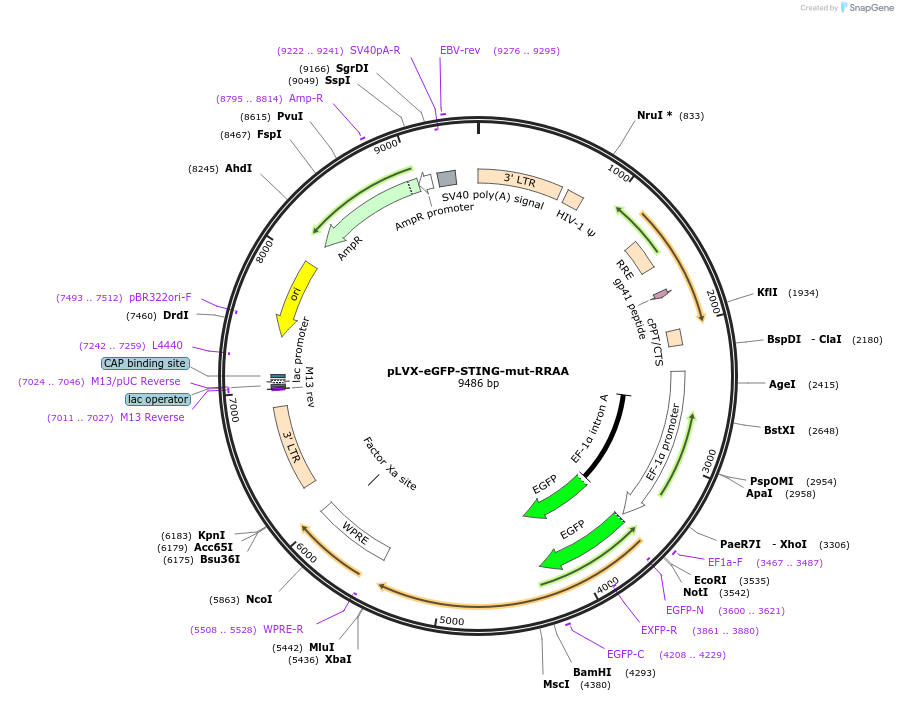 257888-plasmid-map-sequence-id-513104