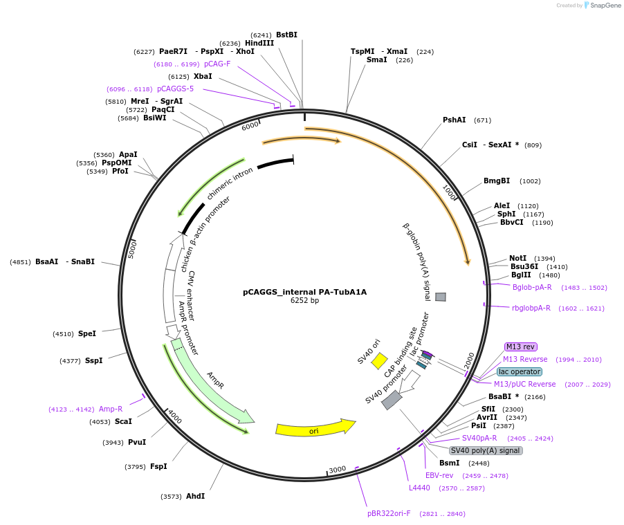 255806-plasmid-map-sequence-id-513116