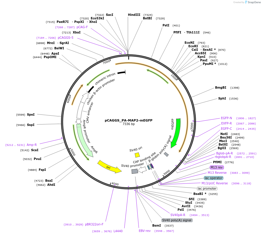255808-plasmid-map-sequence-id-513122
