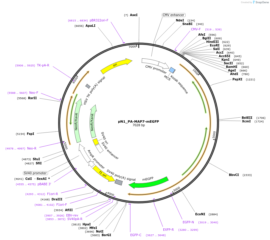 255809-plasmid-map-sequence-id-513125