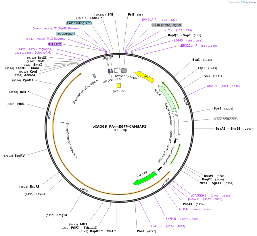 255811-plasmid-map-sequence-id-513127