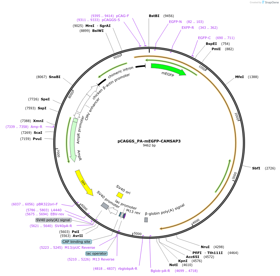 255812-plasmid-map-sequence-id-513128