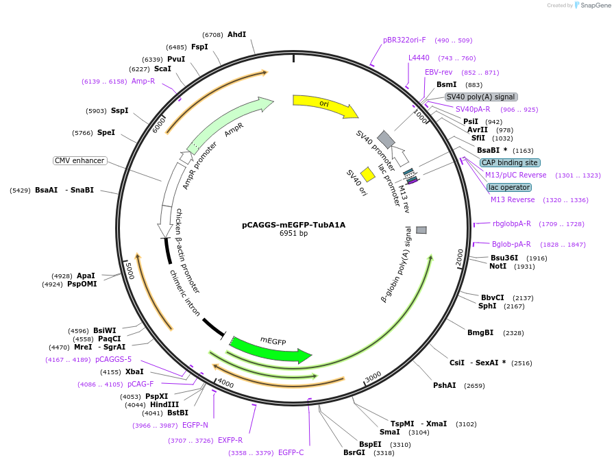 255813-plasmid-map-sequence-id-513129