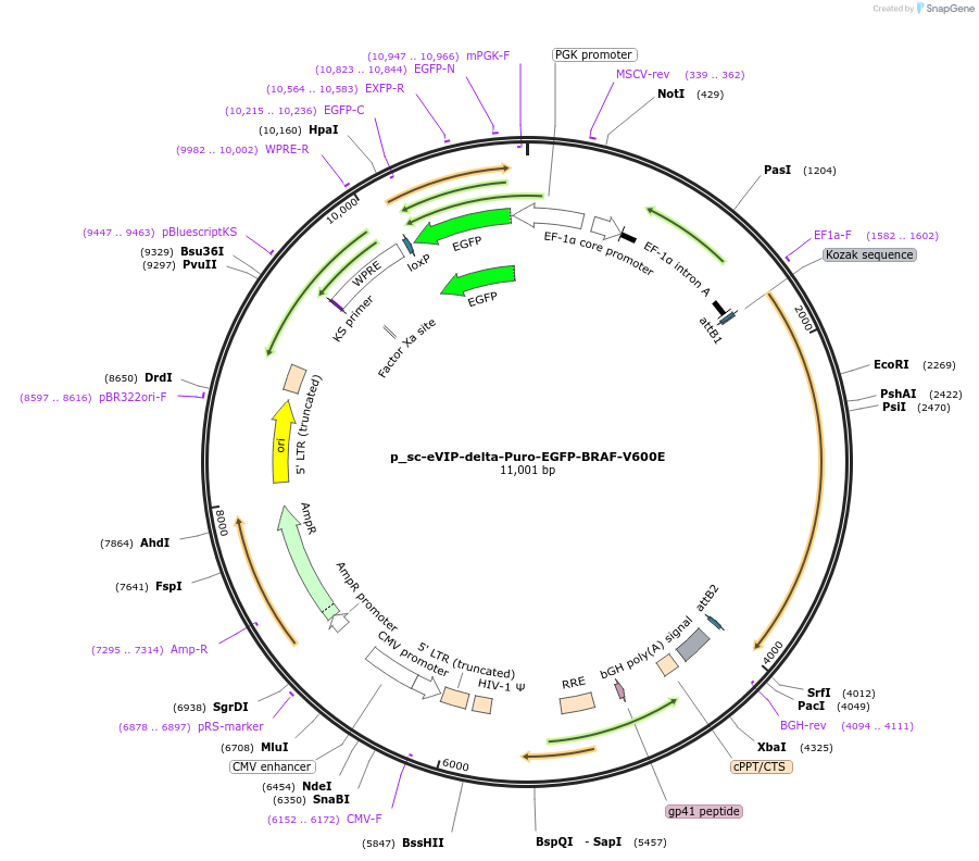 249448-plasmid-map-sequence-id-513132