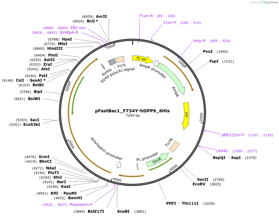 254905-plasmid-map-sequence-id-513134