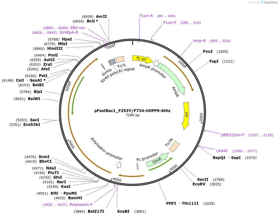 254906-plasmid-map-sequence-id-513136