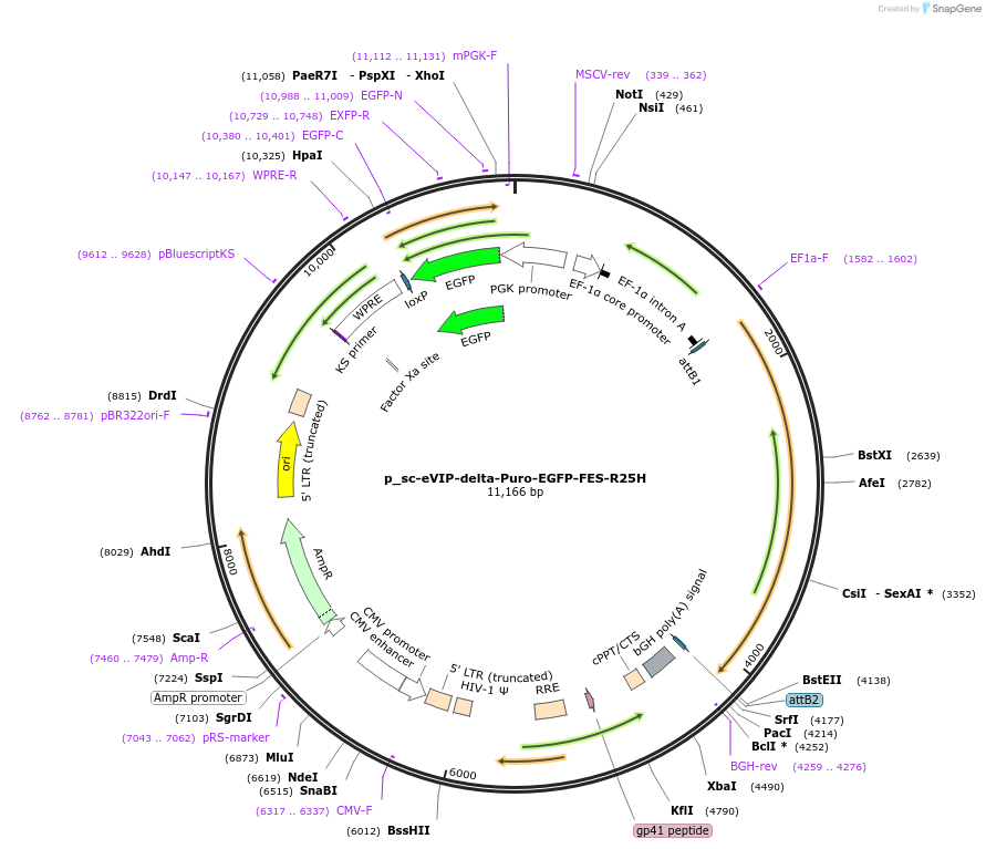 249455-plasmid-map-sequence-id-513141