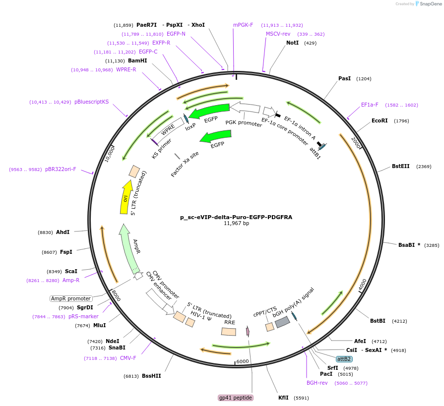 249474-plasmid-map-sequence-id-513143