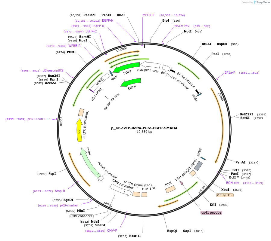 249483-plasmid-map-sequence-id-513145