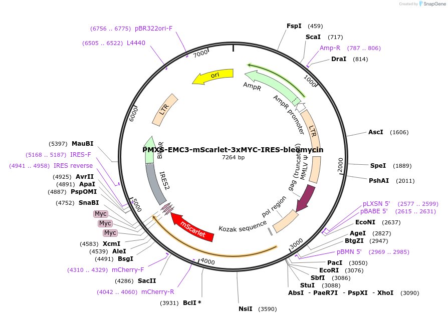 255988-plasmid-map-sequence-id-513157