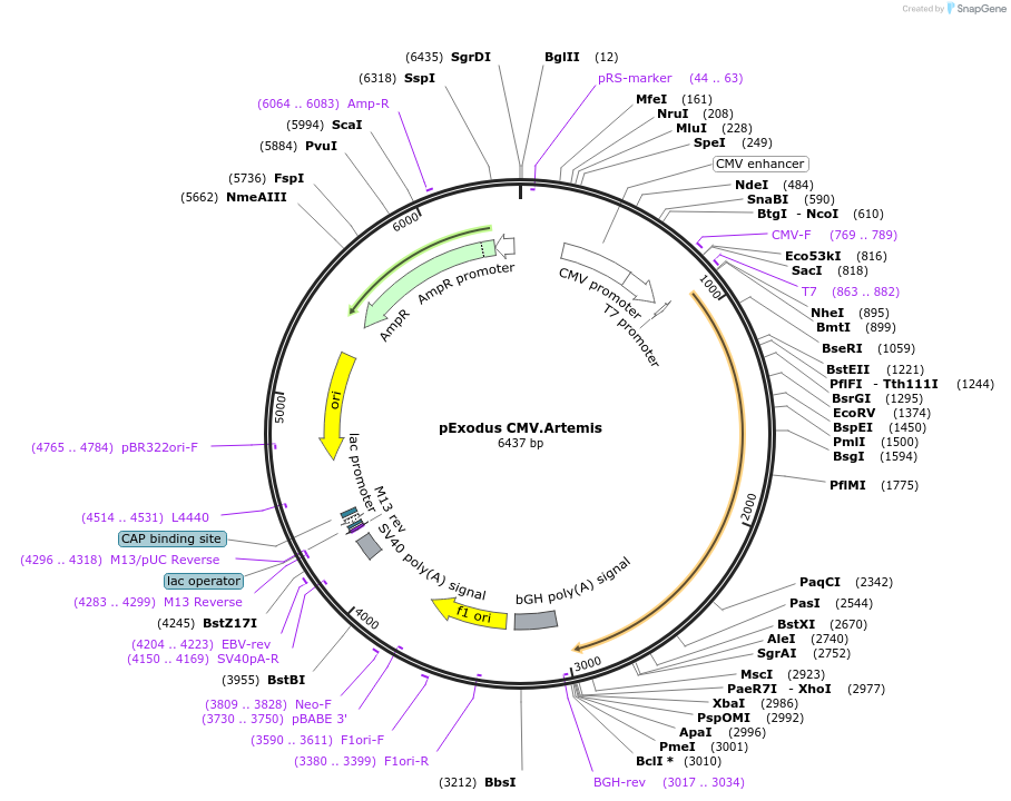 40211-plasmid-map-sequence-id-51320