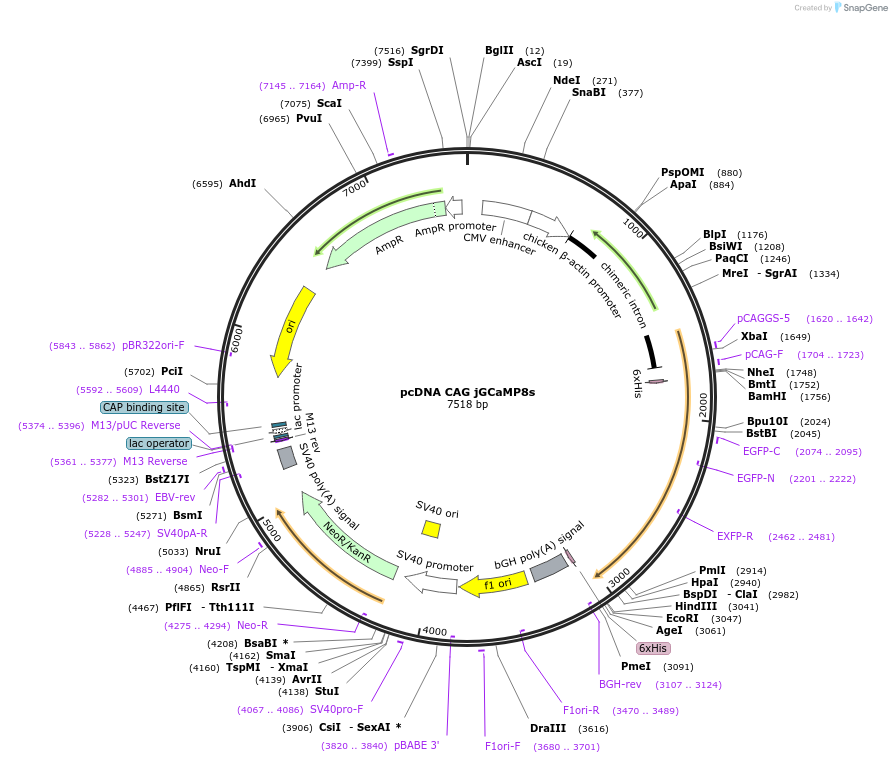 256472-plasmid-map-sequence-id-513203