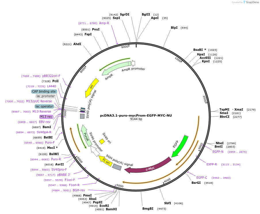 255431-plasmid-map-sequence-id-513217