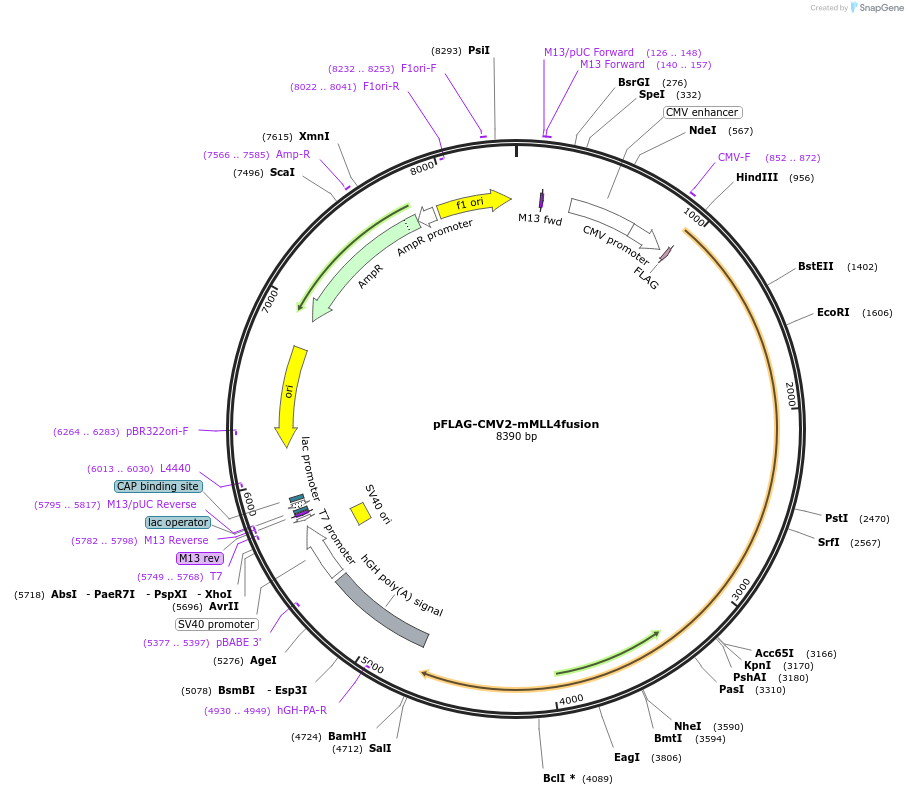 256014-plasmid-map-sequence-id-513256