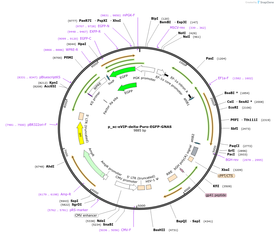 249456-plasmid-map-sequence-id-513273