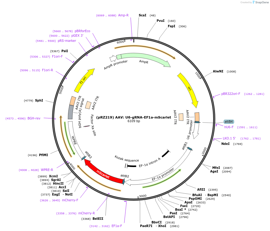 254585-plasmid-map-sequence-id-513279