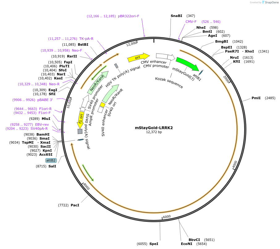 244977-plasmid-map-sequence-id-513283