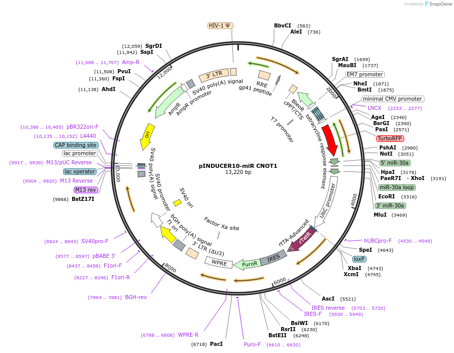 251030-plasmid-map-sequence-id-513288