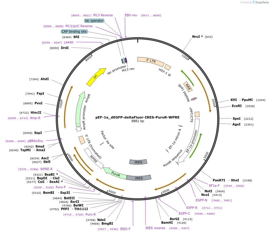251212-plasmid-map-sequence-id-513294