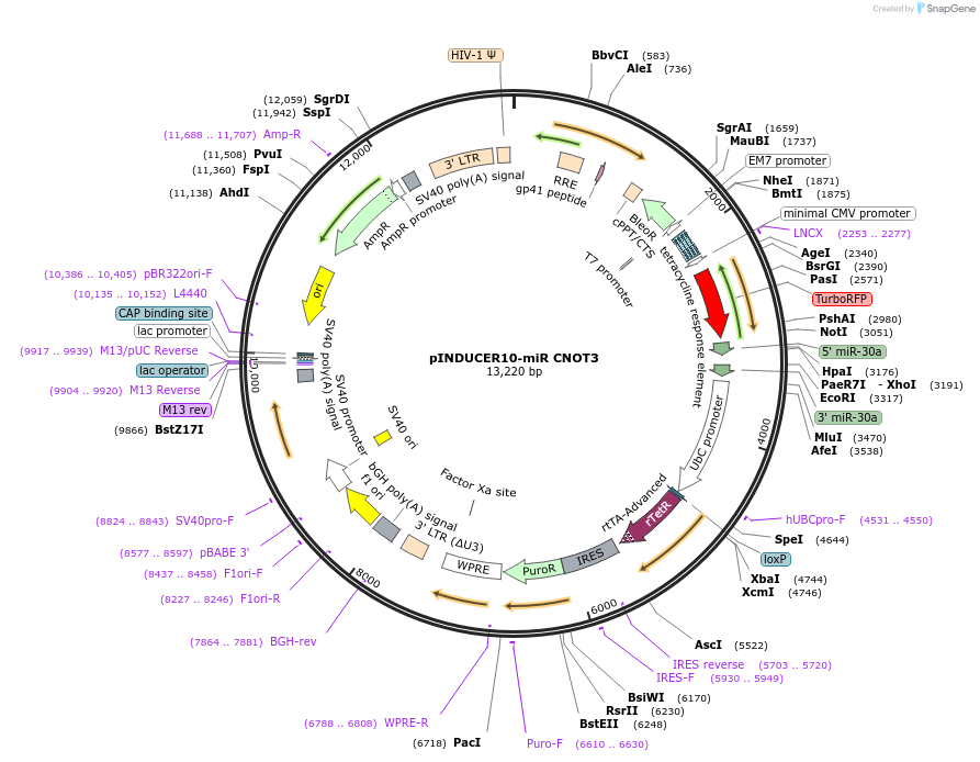 251032-plasmid-map-sequence-id-513295