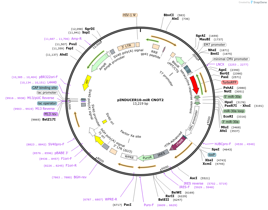 251031-plasmid-map-sequence-id-513296
