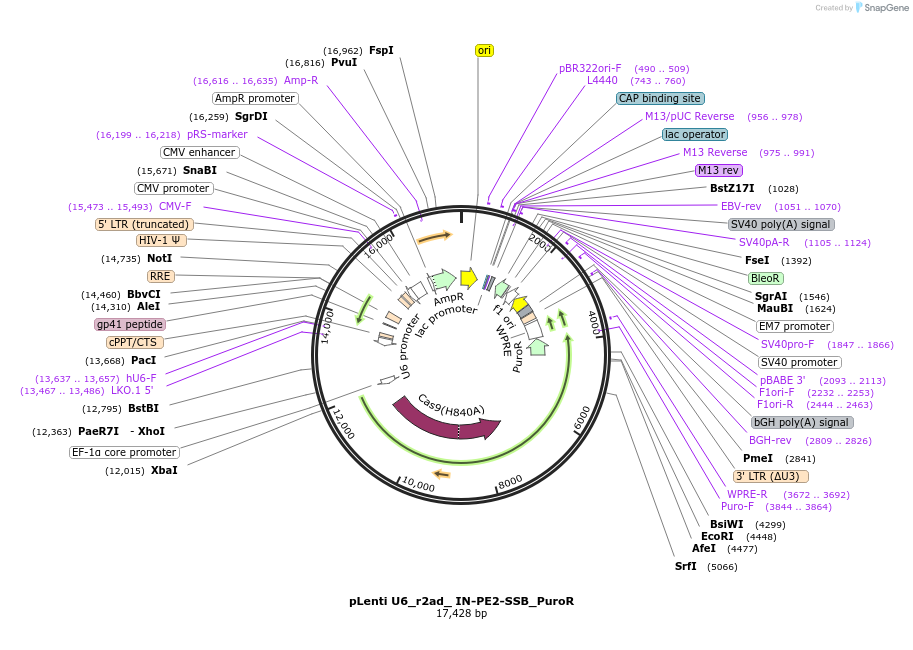 254321-plasmid-map-sequence-id-513299